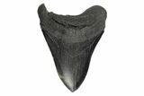 Fossil Megalodon Tooth - South Carolina #190210-1